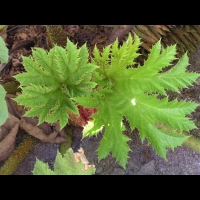 Ceratostigma Plumbaginoides (fam Plumbaginacees) (Chine) (6)